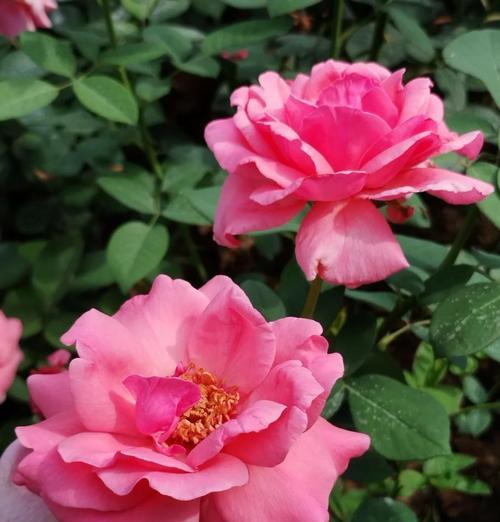 月季花的象征意义和养护要点是什么？