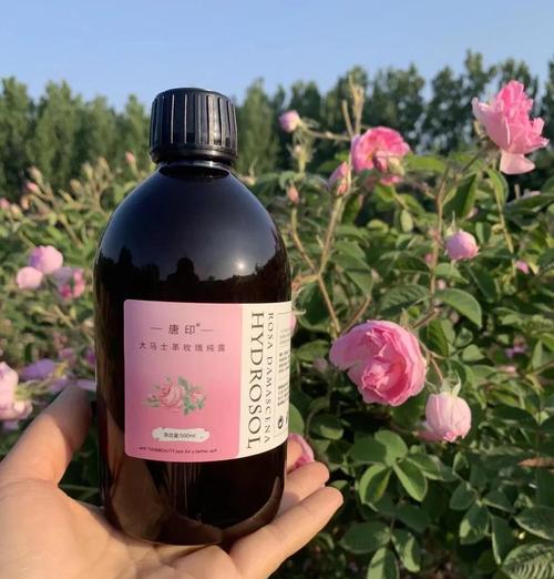 大马士革玫瑰有哪些品种？如何挑选最佳品种？