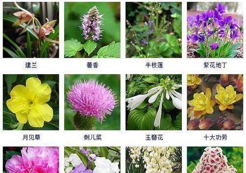 花的品种大全在哪里可以找到？如何识别各种花的品种？