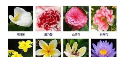 花的品种大全在哪里可以找到？如何识别各种花的品种？