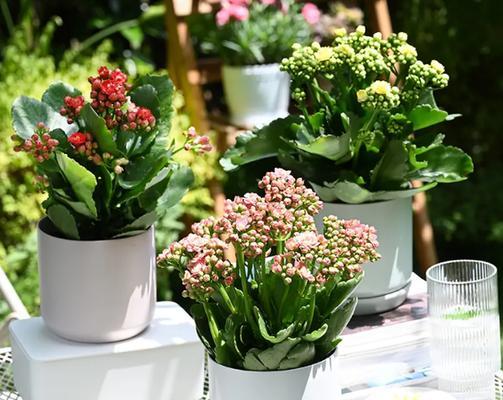 哪些植物适合盆栽且容易养护？盆栽植物选择的技巧是什么？