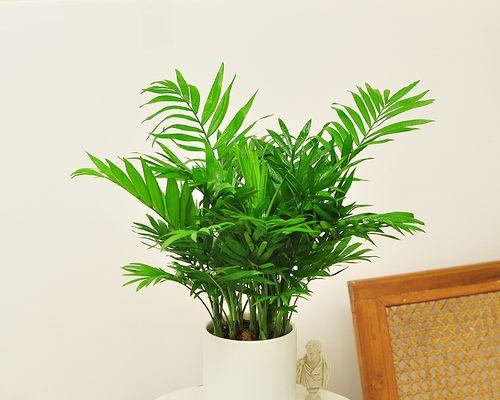 哪些植物适合盆栽且容易养护？盆栽植物选择的技巧是什么？