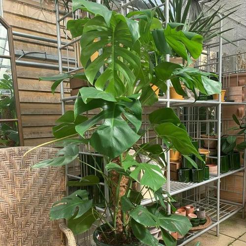 哪些植物适合盆栽且容易养护？盆栽植物选择的技巧是什么？