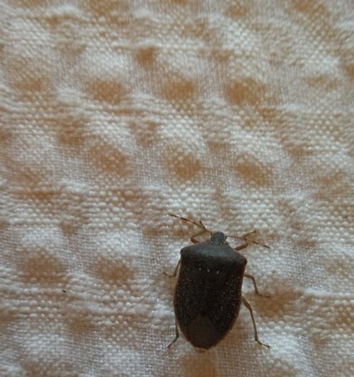 哪种植物能有效驱赶飞虫？