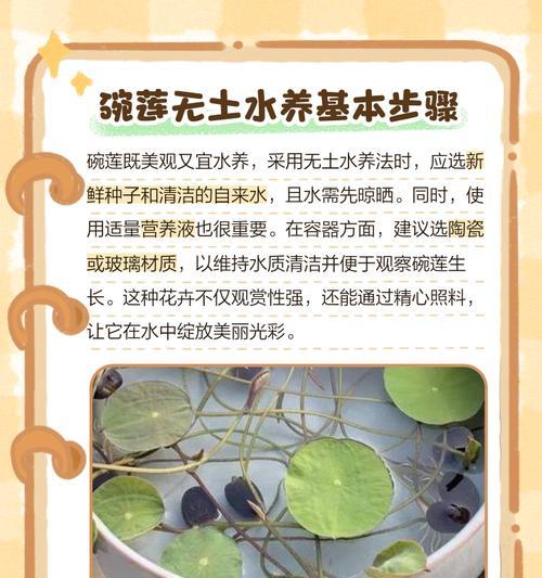 碗莲属于什么品种？碗莲品种的特点是什么？