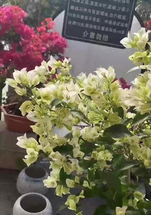 夏季吊兰的养护技巧有哪些？