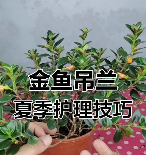 夏季吊兰的养护技巧有哪些？