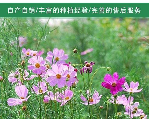 波斯菊的外观特征是什么？