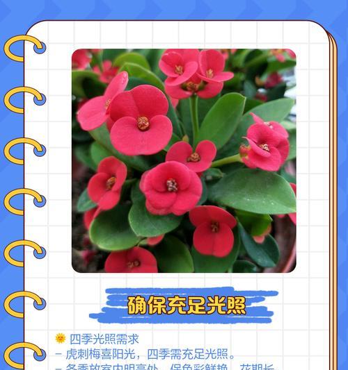 虎刺梅中毒症状的处理方法有哪些？