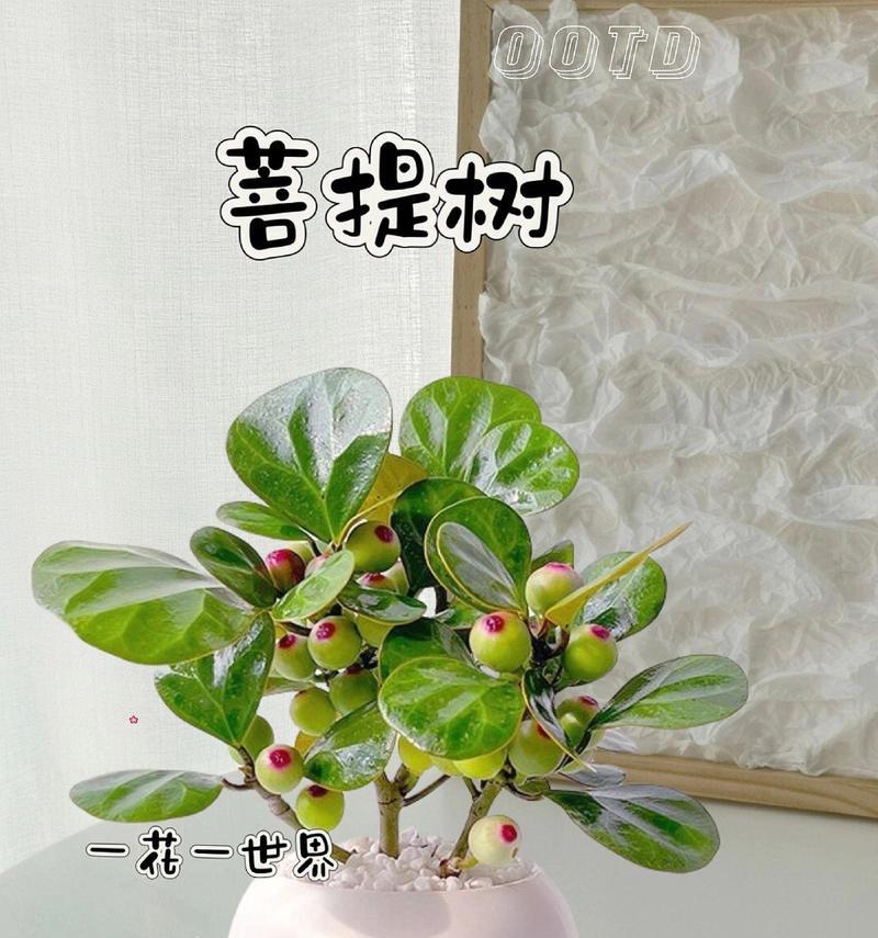 哪些树可做盆景？适合制作盆景的树种有哪些？