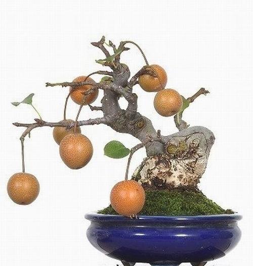 哪些树可做盆景？适合制作盆景的树种有哪些？