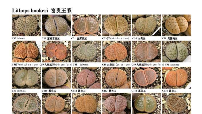生石花珍稀品种的特征是什么？