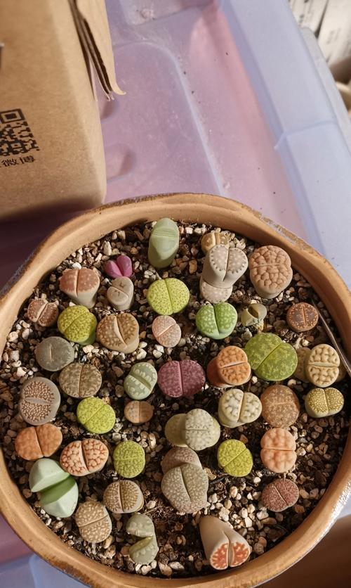 生石花珍稀品种的特征是什么？