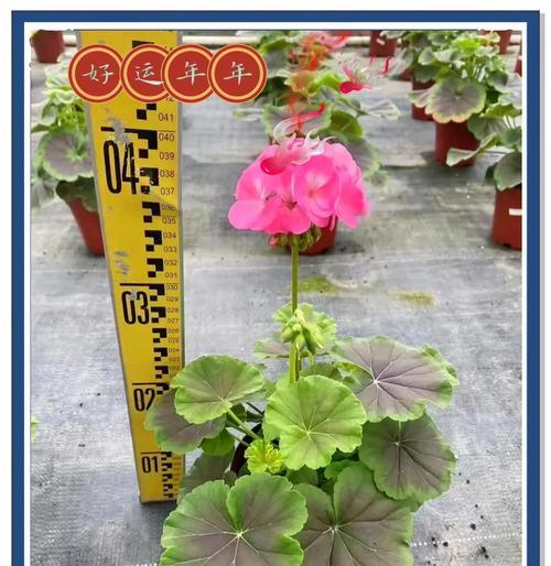 花盆施肥的正确方法是什么？怎样避免肥料烧根？