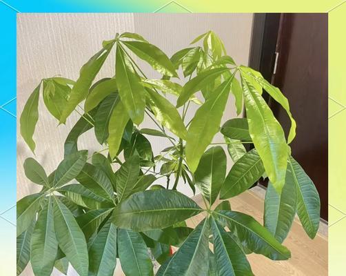 花苗浇水的正确方法是什么？如何避免过量或不足？