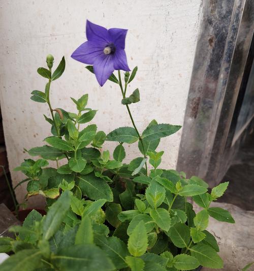 花苗浇水的正确方法是什么？如何避免过量或不足？