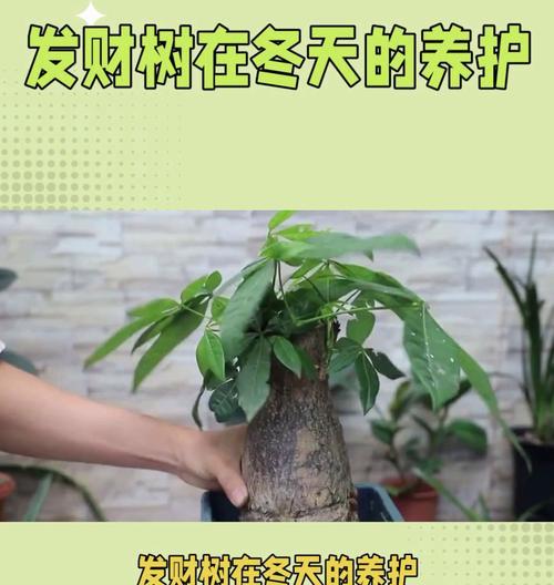 发财树冬季养护要点是什么？