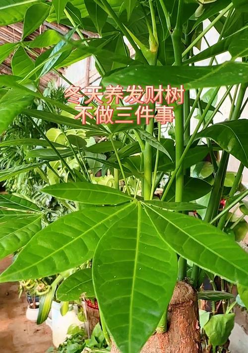 发财树冬季养护要点是什么？
