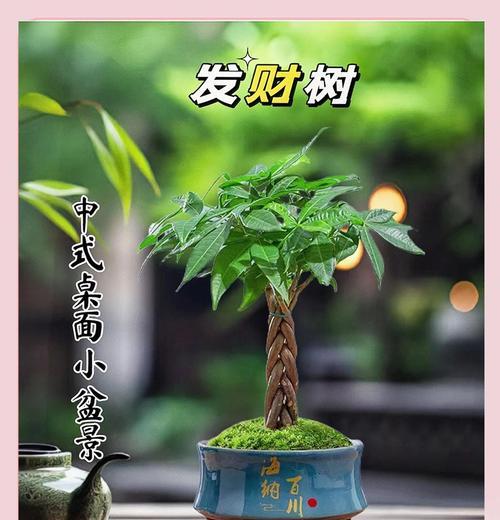 发财树冬季养护要点是什么？