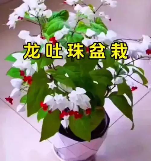 阳台适合养哪些花的品种？如何选择？