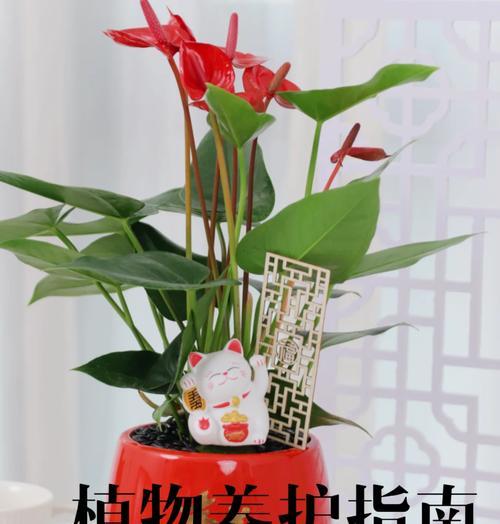 红掌的养殖技巧和常见问题解答？