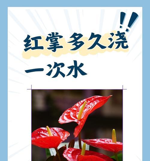 红掌的养殖技巧和常见问题解答？