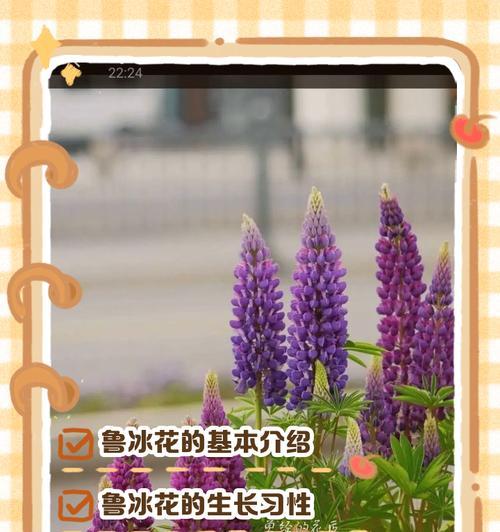 鲁冰花有多少种品种？各自的生长习性如何？