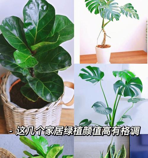 室内绿植品种有哪些？如何选择适合的室内植物？