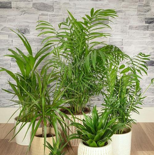 室内绿植品种有哪些？如何选择适合的室内植物？