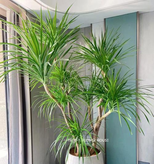 室内绿植品种有哪些？如何选择适合的室内植物？