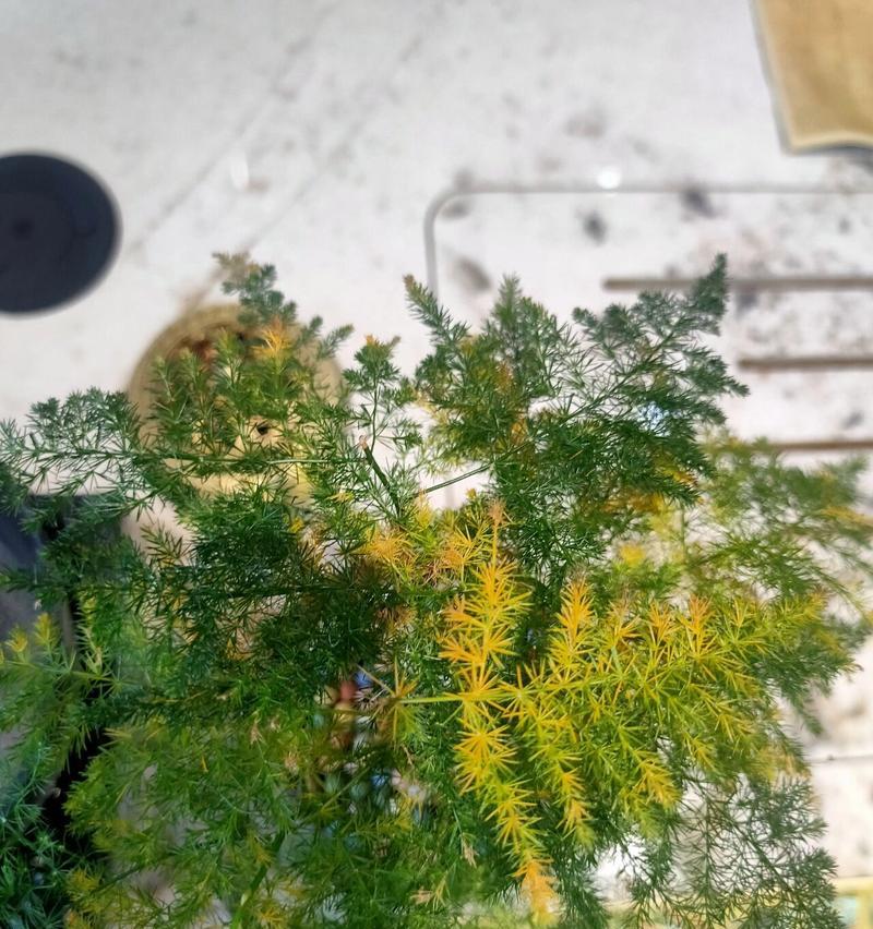 文竹叶片发黄是什么原因？如何进行有效处理？