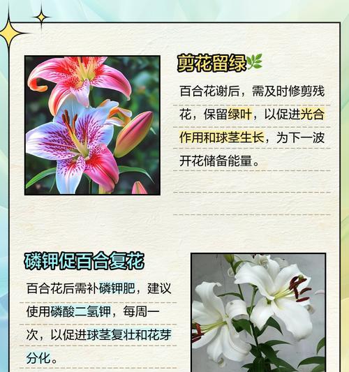 百合花球茎养护方法是什么？