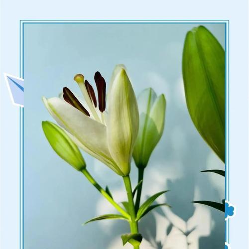 百合花球茎养护方法是什么？