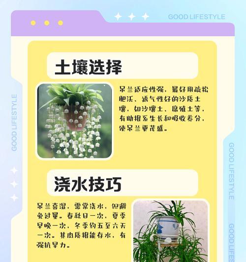 吊兰施肥的最佳时机和方法是什么？