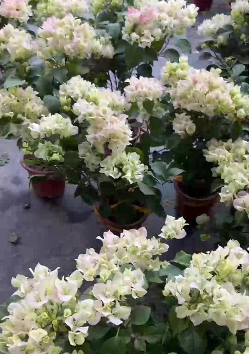 吊兰施肥的最佳时机和方法是什么？