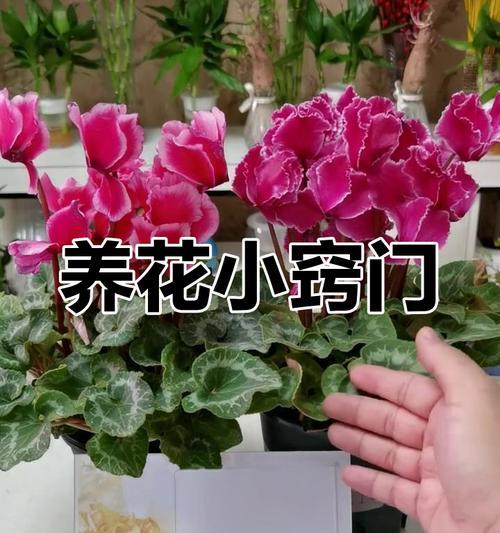 仙克来的养殖技巧有哪些？如何让它健康成长？