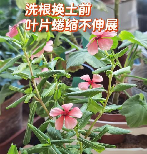 花土有小飞虫怎么办？如何彻底清除？