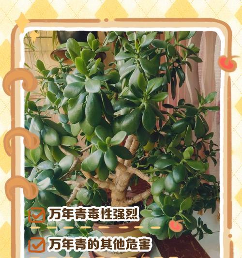 万年青的正确养护方法是什么？