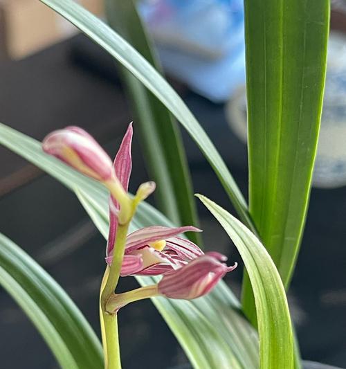 蜘蛛兰花的养殖技巧有哪些？怎样才能养出美丽的花朵？