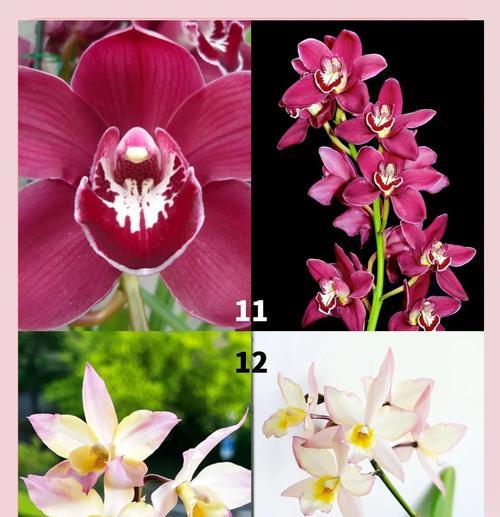 蜘蛛兰花的养殖技巧有哪些？怎样才能养出美丽的花朵？