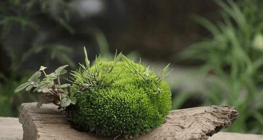 盆景长青苔的秘诀是什么？