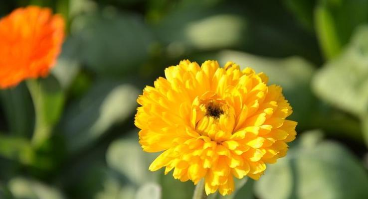 节日花卉有哪些？节日花卉的选择和摆放技巧是什么？