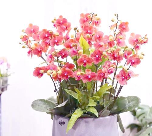 节日花卉有哪些？节日花卉的选择和摆放技巧是什么？