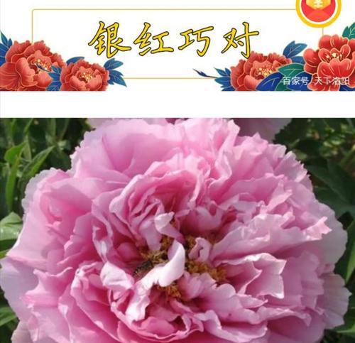 日本牡丹品种有哪些？日本牡丹品种的鉴赏方法是什么？