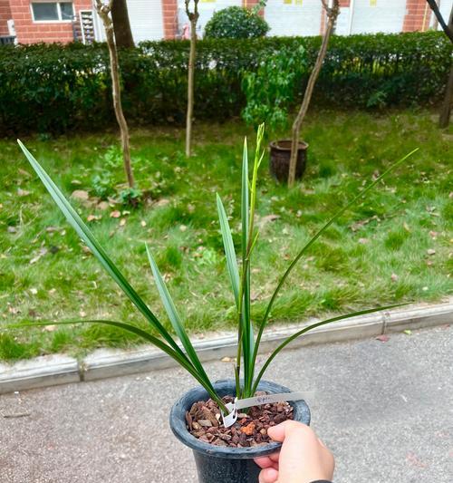 湖北兰花有哪些品种？湖北兰花品种的养护要点是什么？