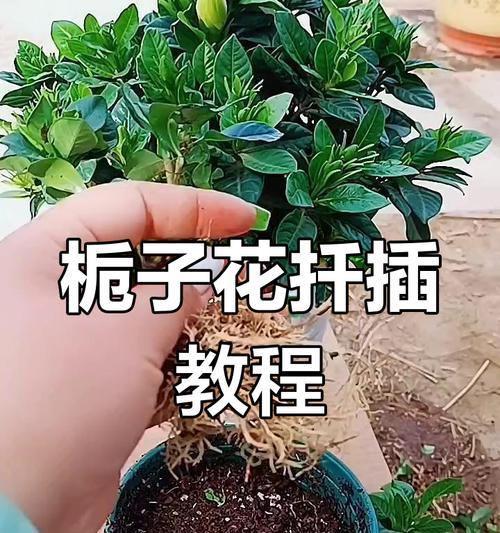 栀子扦插成功率高吗？