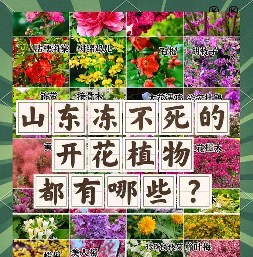 花草有哪些常见品种？如何养护这些花草品种？