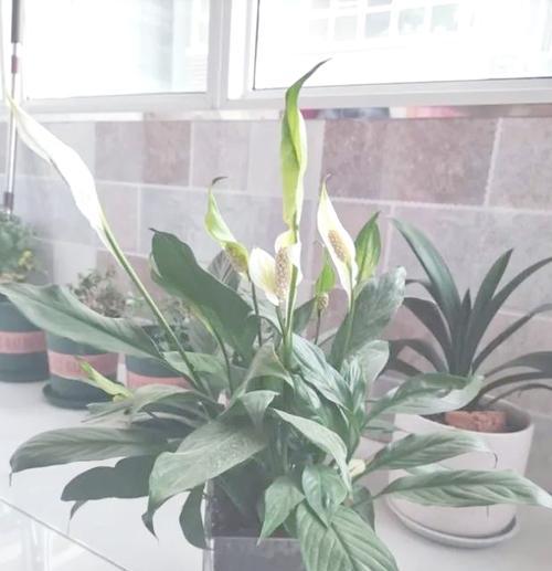 花草有哪些常见品种？如何养护这些花草品种？