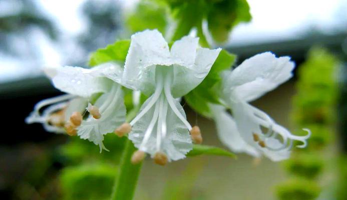 6月的生日花是什么？有哪些花卉代表六月？