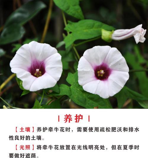 6月的生日花是什么？有哪些花卉代表六月？